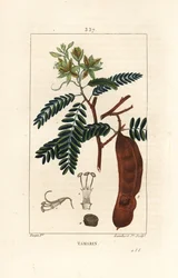 Tamarind - Tamarind, Tamarindus indica, showing flower, leaf, and seedpod