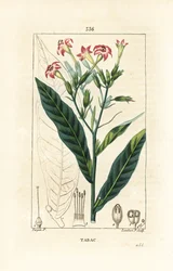 Tobacco
