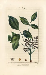 Toxic Liana - Poison oak, Toxicodendron pubescens