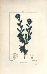 Variete of globular - Three tooth leaved globularia, Globularia fruticosa