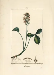 Mars Trefoil, Menyanthes trifoliata