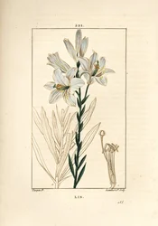 White Lily, Lilium candidum