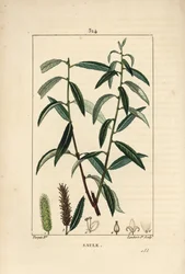 White or Silver Willow, White Wicker - White willow tree, Salix alba, with leaf, flower, male and female catkins, fruit and seed