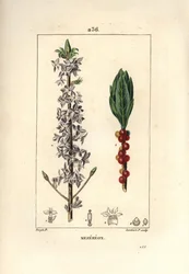 Mezereon, Daphne mezereum