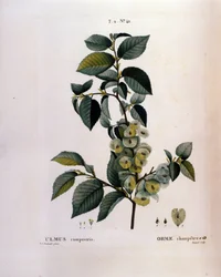 Botany: elm branch. Plate taken from 