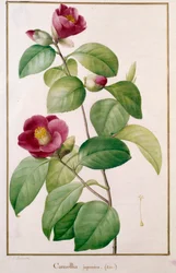 Camellia Japonica Botanical Plate by Pierre Joseph Redoute