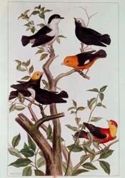 Birds on Branches