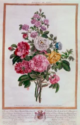 Bouquet of Roses, Lithography by Pierre Joseph Buchoz, 18th Century, Paris, B.N.