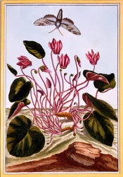 Cyclamen, pub. 1776