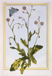 Canadian Fleabane, pub. 1776