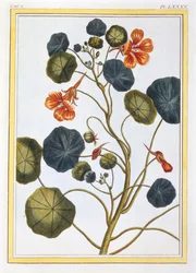 The Nasturtium