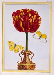 Tulip 