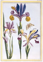 Variegated Iris