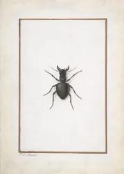 A Stag Beetle