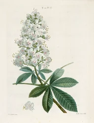 Aesculus Hippocastorum, Horse-chestnut, c1800-1830