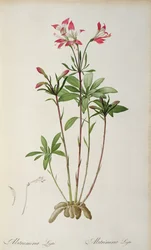 Alstroemeria Ligtu, from 