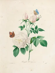 Bengale Thé Hyménée, engraved by Victor, from 