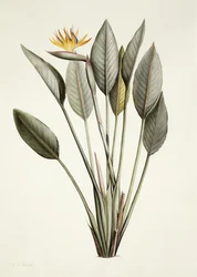 Bird of Paradise