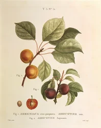 Black Apricot and Apricot varieties: Prunus armeniaca, Armeniaca atropurpurea