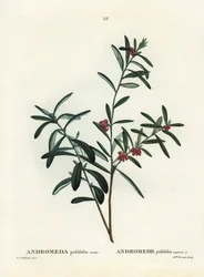 Bog rosemary, Andromeda polifolia. Handcoloured stipple engraving after an illustration by Pierre-Joseph Redoute from Henri Louis Duhamel du Monceau