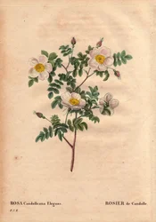 Botanical Board, Flower, Rose Variety: De Candolle