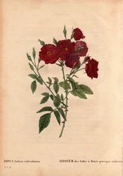 Botanical Board, Flower, Rose Variete: India Rose with almost violet flowers