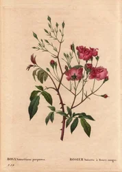 Botanical Board, Flower, Rose Variete: Rosa hazelnut with red flowers