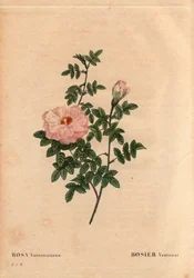 Rose Ventenat (Rosa ventenatiana)