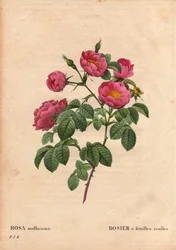 Botanical Board, Flower, Rose Variety: Rose with soft leaves. (Rosa mollissima flora submultiplici). Rose mollis variety, before 1821. In 