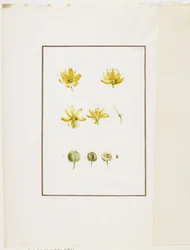 Botanical Dissection: Yellow Asphodel (Asphodelus lutea)