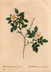Botanical Plate, Flower, Rose Variety: Rosier Spinule de Dematra
