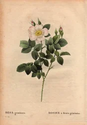 Botanical Plate, Flower, Rose Variety: Gemstone-flowered Rose