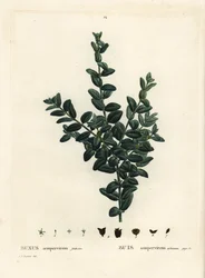 Common box, European box or boxwood, Buxus sempervirens fruticosa