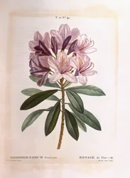 Common Rhododendron (Rhododendron ponticum)