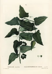 Common smilax, rough bindweed, sarsaparilla or Mediterranean smilax, Smilax aspera (Smilax excelsa). Handcoloured stipple engraving from Henri Louis Duhamel du Moncel