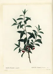 Dahoon Holly or Cassina, Ilex Cassine. Handcoloured Stipple Engraving by Coqueret after an Illustration by Pierre-Joseph Redoute from Henri Louis Duhamel du Moncel