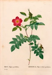 During Fruited Pink Alpine, Rosa Pendulina. Handcoloured Stipple Copperplate Engraving from Pierre Joseph Redoute