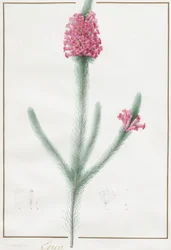 Erica Fulgida
