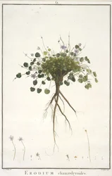 Erodium chamaedryoides, from Geraniologia, seu Erodii, Pelargonii, Monsoniae et Grieli historia iconibus illustrata, 1787-88