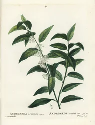 Fetterbush, Andromeda Acuminata
