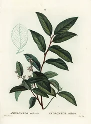 Fetterbush, Andromeda Axillaris