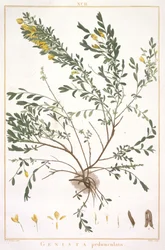 Genista pedunculata, from Stripes Novae aut Minus Cognitae, 1784
