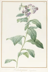 Heliotropium Corymbosurn