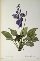 Hemerocallis Caerulea, from 