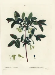 Honeyberry, Haskap berry, blue-berried honeysuckle, or sweetberry honeysuckle, Lonicera caerulea. Handcoloured stipple engraving by Miss Brenet after an illustration by Pierre-Joseph Redoute from Henri Louis Duhamel du Monceau
