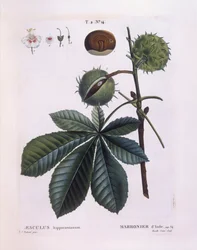 Horse-chestnut or Conker Tree (Aesculus hippocastanum)