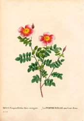 Hundred-Crowns Burnet rose, Rosa pimpinellifolia variety, La Pimprenelle aux Cent-Ecus. Handcoloured stipple copperplate engraving from Pierre Joseph Redoute