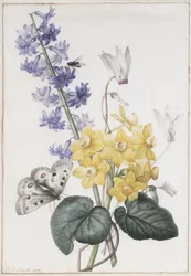 Hyacinth, Cyclamen and Narcissi