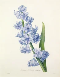 Hyacinthus Orientalis (Common Hyacinth), Engraved by Victor, from 