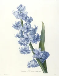 Jacinte dOrient, from Choix Des Plus Belle Fleurs et des Plus Beaux Fruits, 1827